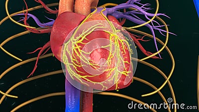 Human Heart Stock Photo